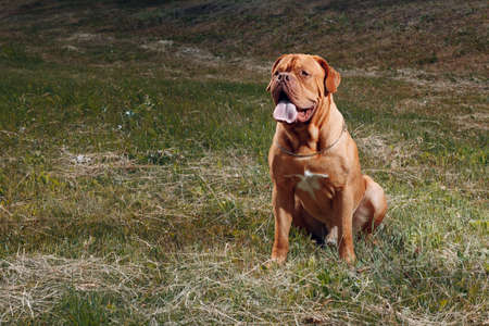 Portrait Dogue de Bordeaux. Dog mastiff pet.の写真素材