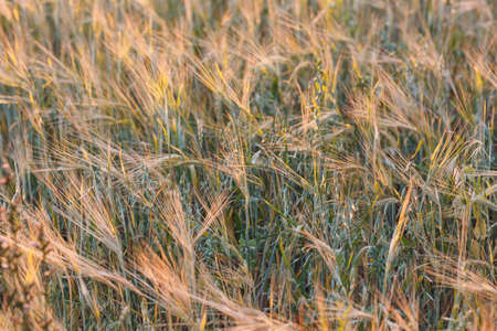 Agricultural field of rye. Rich harvest concept.