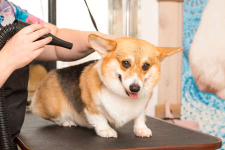 Dog Corgi Drying Pet Grooming and hairstyleの写真素材