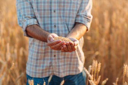 Farmer hands hold ripe wheat seeds after the harvestの写真素材