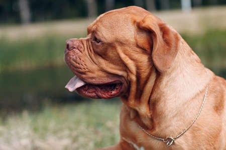 Profile portrait Dogue de Bordeaux. Purebred French Mastiff dog.の写真素材