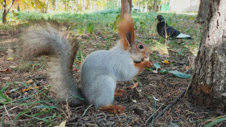 Squirrel eating a peanut at outdoors grass in park