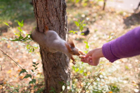 Squirrel eating a peanut at outdoors grass in park from handの写真素材