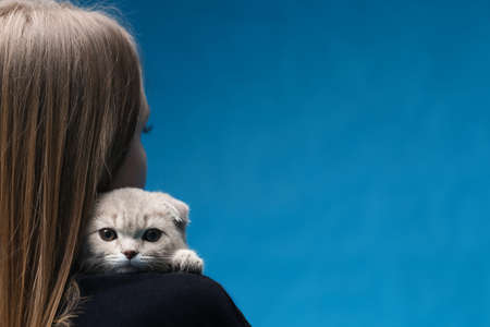 Scottish fold cat sitting on the shoulder of the womanの写真素材