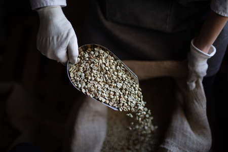 Green coffee beans in burlap sack and woman roaster with scoopの写真素材