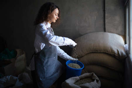 Young woman worker roaster fills green coffee beans jar with scoop. Green coffee beans in burlap sack at coffee roasting company. Coffee trading business conceptの写真素材