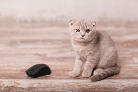 Scottish fold kitty cat on beige backgroundの写真素材