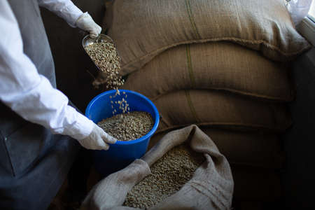 Green coffee beans in burlap sack and woman roaster with scoop close up