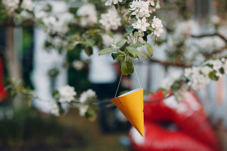 clown baby yellow cardboard hat hanging on a tree branch.の写真素材