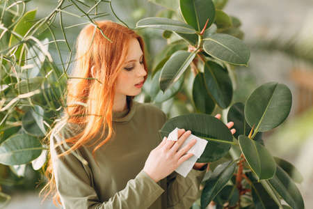 Home gardening concept. Young woman plants floral in greenhouseの写真素材