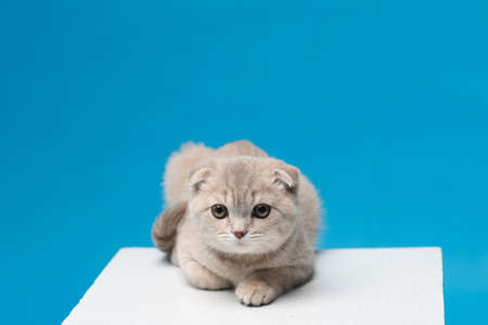 Scottish fold pussy cat on beige background. Cute little kitty.の写真素材