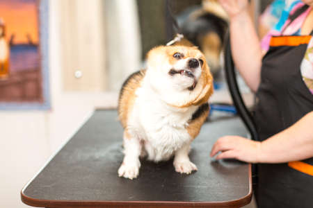 Dog Corgi Drying Pet Grooming and hairstyle Conceptの写真素材