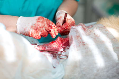 Surgical operation in a veterinary clinic. Hernia removal and sterilization of dogの写真素材