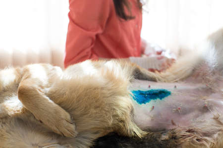 Surgical operation in a veterinary clinic. Hernia removal and sterilization of dogの写真素材