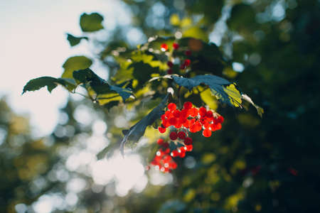 Red viburnum branch in the park. Viburnum opulus berries and leaves.の写真素材