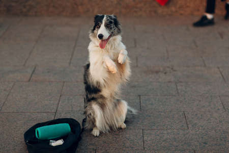 Dog stands on its hind legs and makes money at the street.の写真素材