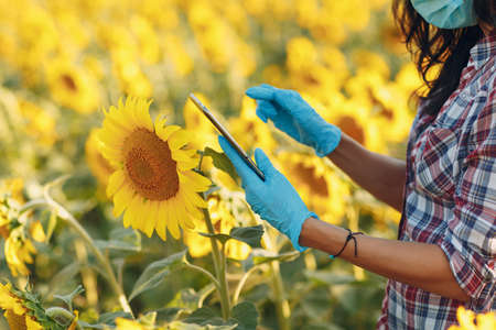 Woman farmer agronomist in gloves and face mask at sunflower field with tablet checking harvest.