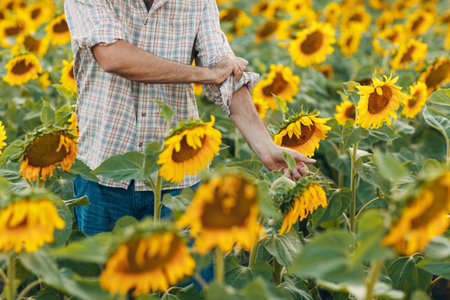 Man farmer rolls up his sleeves and gets ready to work in a sunflower field