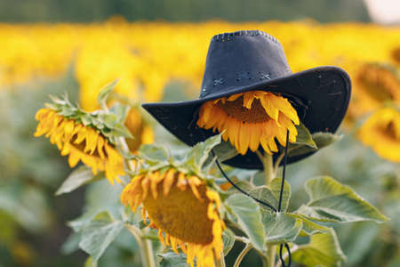 Farmer hat on flower in a sunflower fieldの写真素材