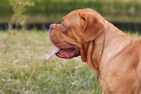 Portrait profile Dogue de Bordeaux. Dog mastiff petの写真素材