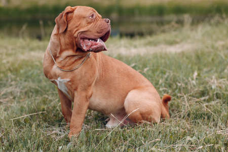 Portrait profile Dogue de Bordeaux. Dog mastiff petの写真素材
