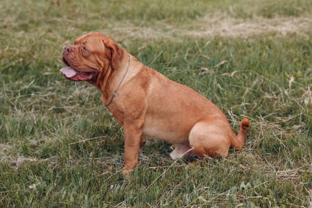 Portrait profile Dogue de Bordeaux. Dog mastiff petの写真素材