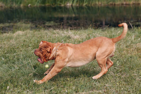 Portrait Dogue de Bordeaux. Dog mastiff petの写真素材
