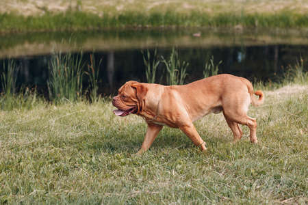 Portrait Dogue de Bordeaux. Dog mastiff petの写真素材