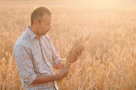 Man farmer holds sheaf of wheat ears in cereal field at sunset. Farming and agricultural harvestingの写真素材