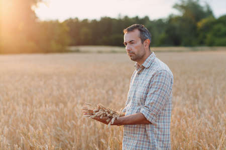 Man farmer in wheat field at sunset. Farming and agricultural harvesting