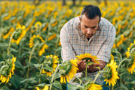 Man farmer examining harvest in a sunflower field