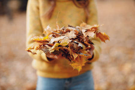 Young woman model in autumn park with yellow foliage maple leaves in hands.の写真素材