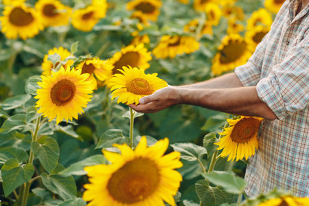 Man farmer examining harvest in a sunflower fieldの写真素材