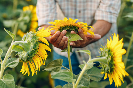 Man farmer examining harvest in a sunflower fieldの写真素材