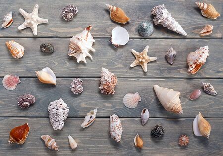 Sea and marine items such as seashells on wooden background.
