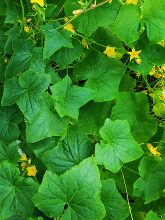 Cucumber plant on greenhouse