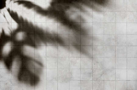 Tropical background texture with leaves on tile wall surfaceの写真素材