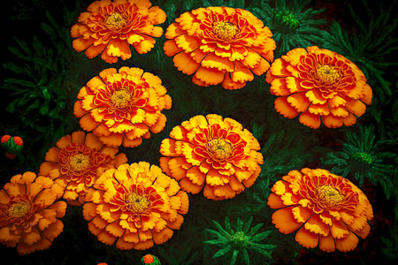 many marigold flowers grown in flowerbed in garden