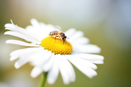 bee landing on a daisyの素材