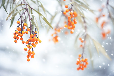 early winter snowfall resting on ripe sea buckthorn berriesの素材