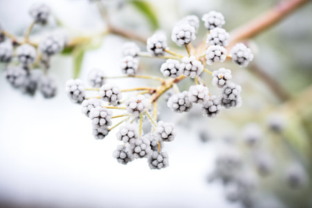 silvery ice crystals enveloping elderberriesの素材