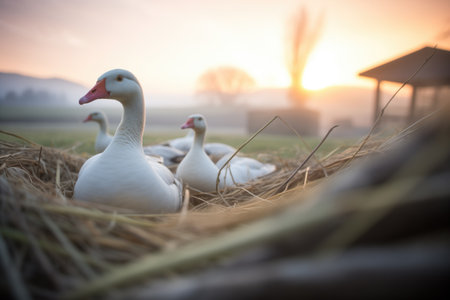 soft lighting over geese and nest at dawnの素材