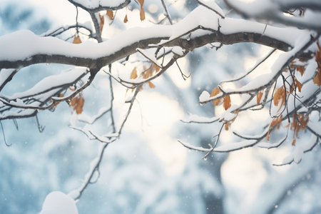 snow-laden branches over bears lairの素材