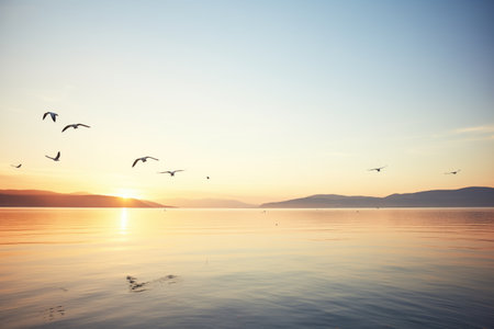 gulls flying over calm sea during sunriseの素材