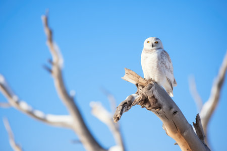 snowy owl on tree branch against clear blue skyの素材
