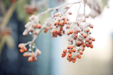 silvery ice crystals enveloping elderberriesの素材
