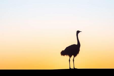lone ostrich silhouette on hill at dawnの素材