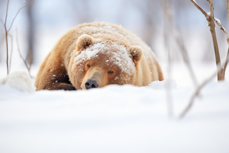 glimpse of hibernating bear through snow moundの素材