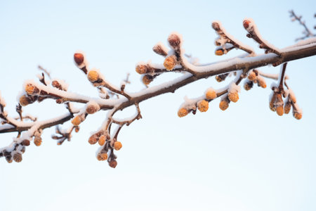 branches with frozen mulberries against a clear skyの素材
