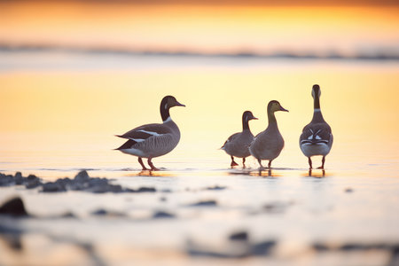silhouette of honking geese at sunriseの素材